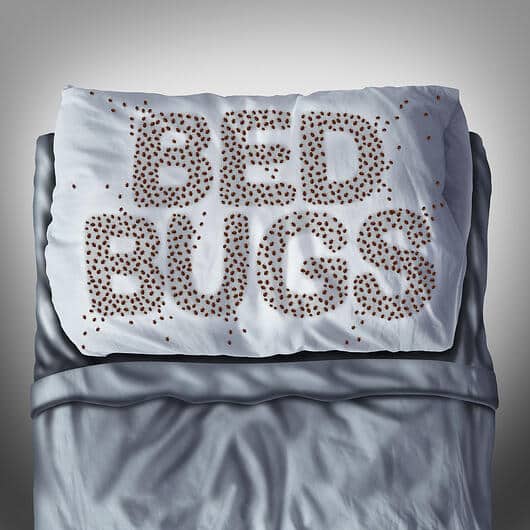Bed bugs web